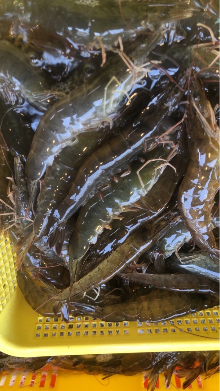 中正街67號活蝦海鮮好康報你知