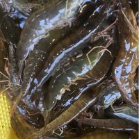 中正街67號活蝦海鮮好康報你知