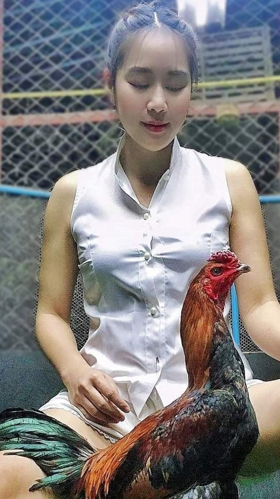 ไก่ชนไทบ้าน