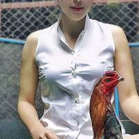 ไก่ชนไทบ้าน
