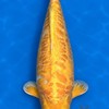 The Nine Carp