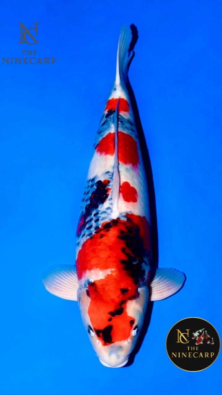 The Nine Carp