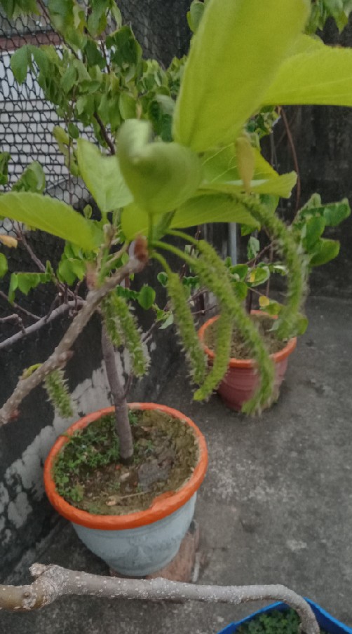 果樹.花草交流