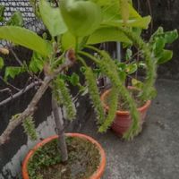 果樹.花草交流