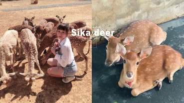 2020台灣梅花鹿樂園推薦！斑比山丘、鹿境梅花鹿園區，被梅花鹿包圍真的超療癒