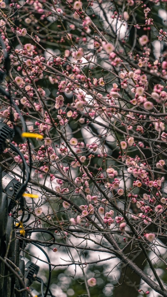 建立規劃