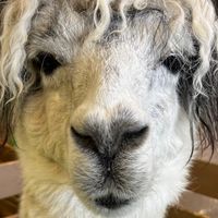 おままごと界隈やりたい人ー集まれーーー！‎⌣̈👍🏻 ̖́-‬‎