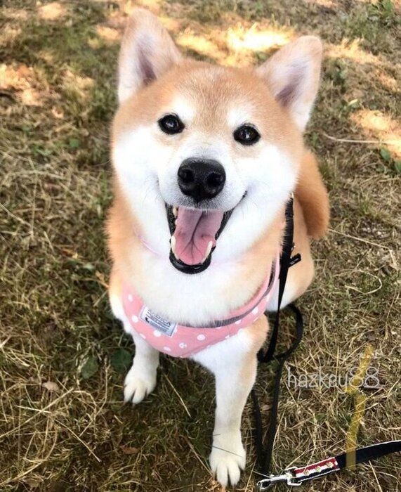 ブリーダーから保護され 家庭犬になった今の姿は