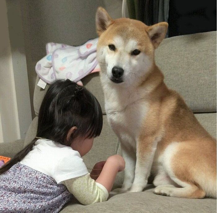 ドッグカフェデビューに緊張で兄犬に抱きつくチワワ