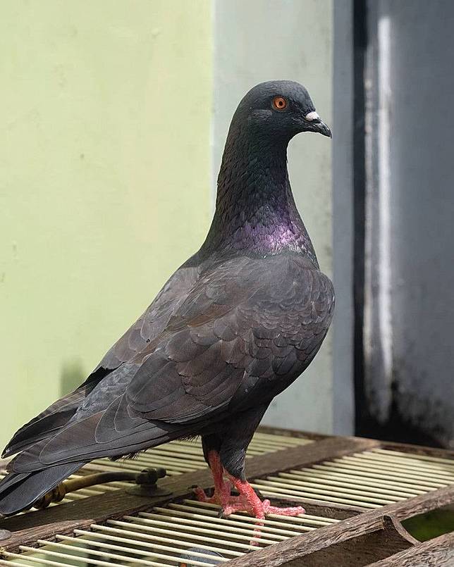 Kehilangan Burung Kesayangan Pria Ini Buka Sayembara Dengan