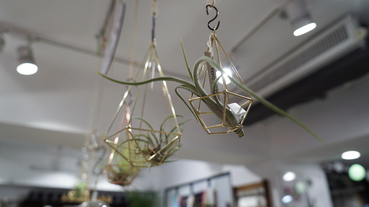 起點現場 肉迷遊樂園 有肉 Succulent & Gift 2 週年「質有好肉」展