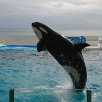 シャチガチ恋勢一緒に語ろw