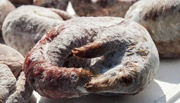 Trenggiling Diduga Perantara Virus Corona Dari Kelelawar Ke Orang