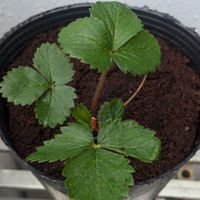苗栗-草莓家庭種植討論