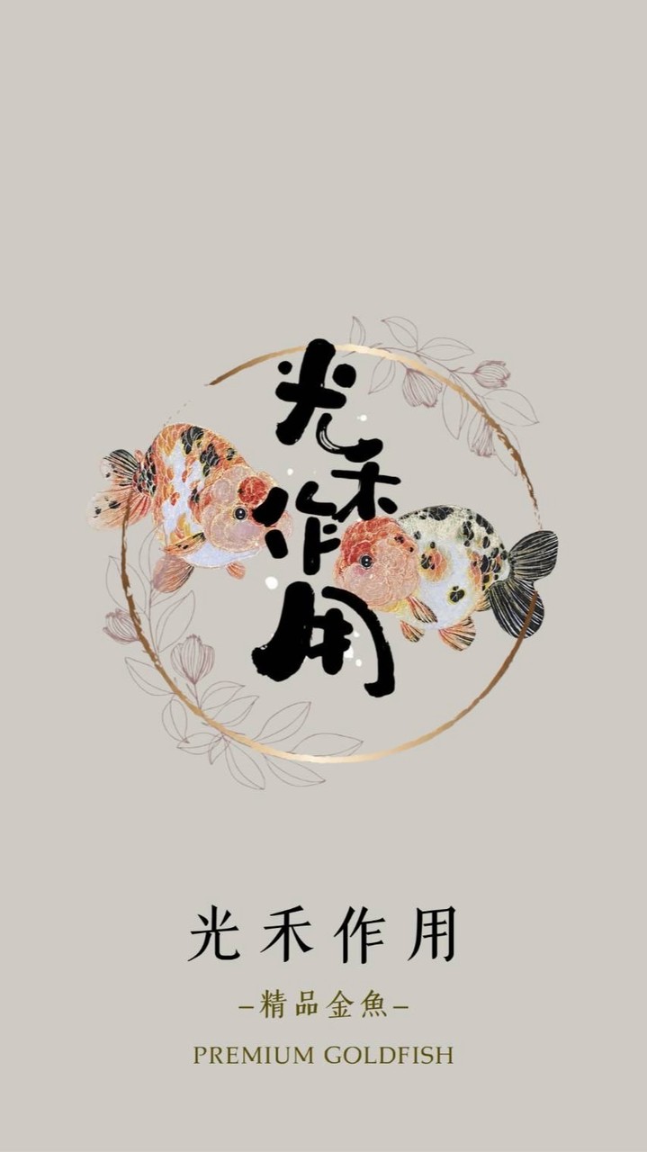光禾作用精品金魚｜泰獅蘭壽交流基地
