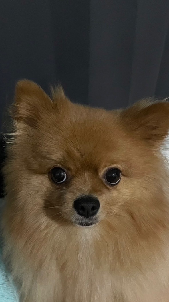 PochiHoney