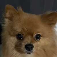 PochiHoney