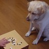 勉強犬🐶の部屋