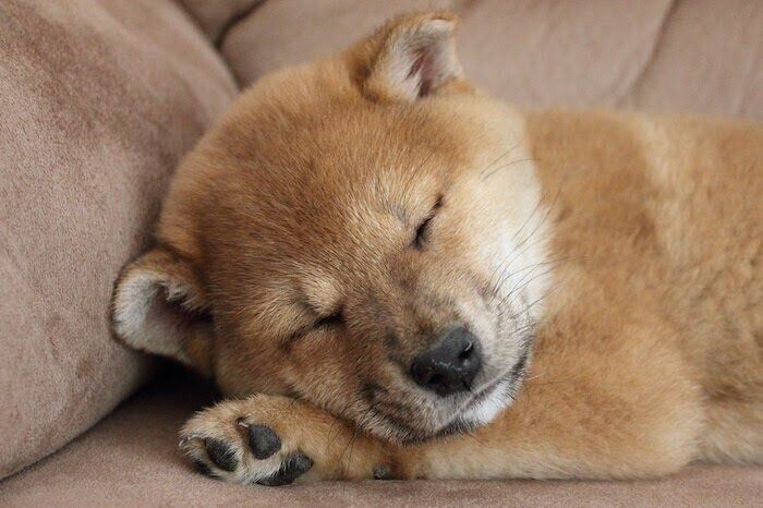 出会って9年毎日愛おしい 人生を変えてくれたマロたん