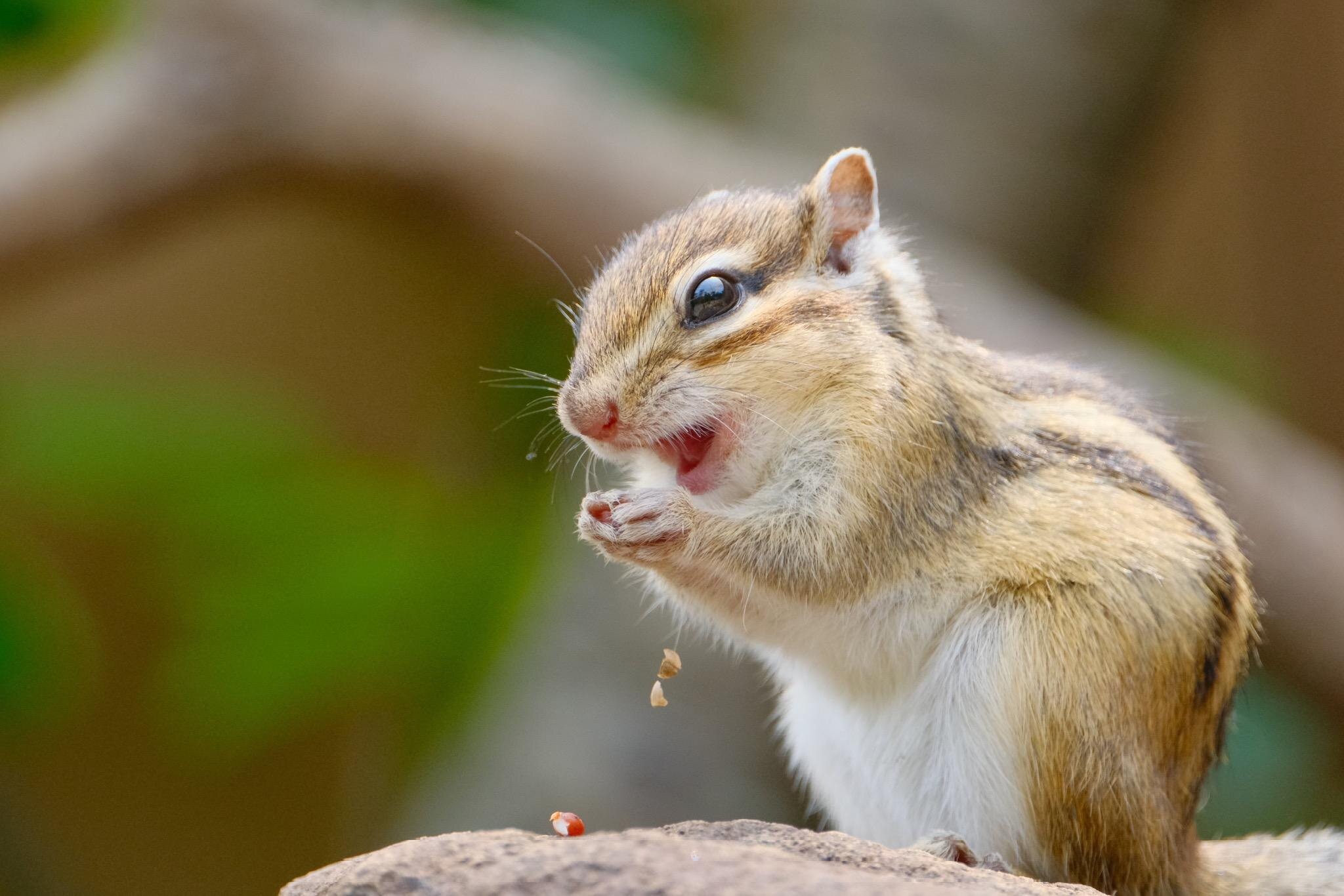 新型 Iqos Iluma も陳列 心斎橋 広島のiqosストアが移転リニューアルオープン