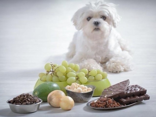 愛犬にぶどうは一粒でもng 食べてしまった時の対処方法は いぬのきもちnews