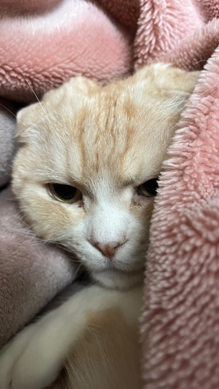 りぃみっきーまいめろでぃーふぁーん