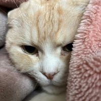 りぃみっきーまいめろでぃーふぁーん