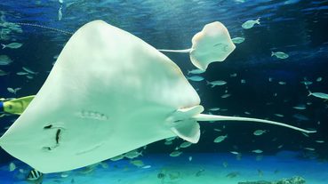 【2019年東京自由行推薦】池袋陽光水族館新生動物寶寶報到！可愛萌照大公開