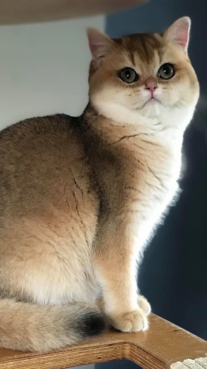 บริติช Ma-Long Lux Cattery Farm