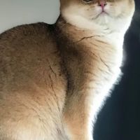 บริติช Ma-Long Lux Cattery Farm