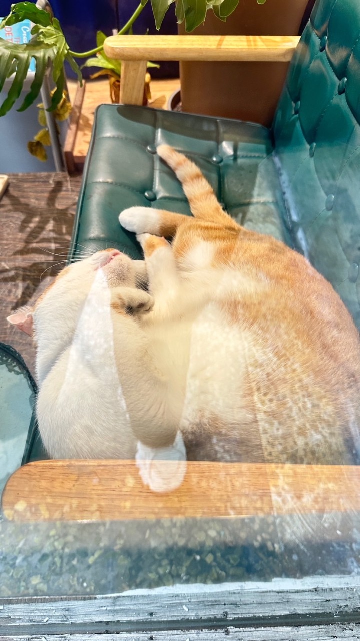 整理房間中（(  ｰ̀֊ｰ́)و♡二手買賣