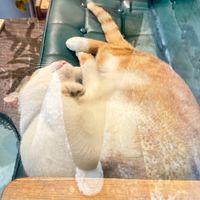 整理房間中（(  ｰ̀֊ｰ́)و♡二手買賣