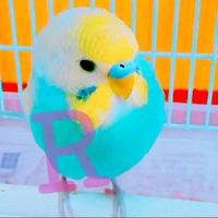 セキセイインコの会
