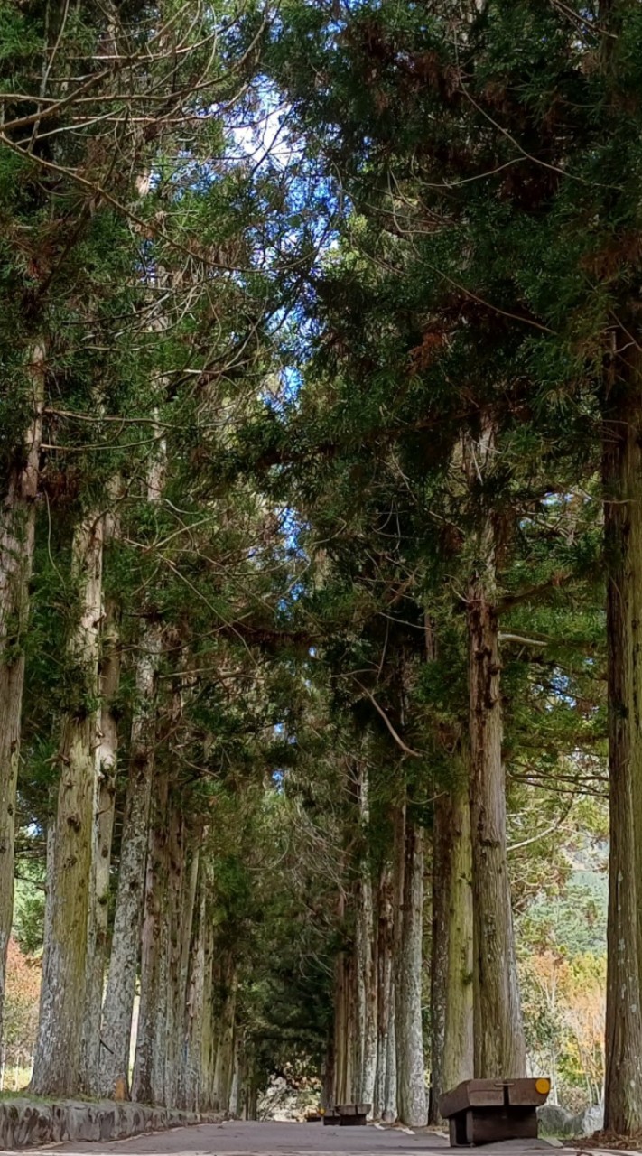 🌍酷企鵝旅遊✨️機場接送🌍（8座）（七座）（五座）