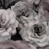 愛　したら　最期　¿?　　︴　　全緩 夢 ハント　⁉️