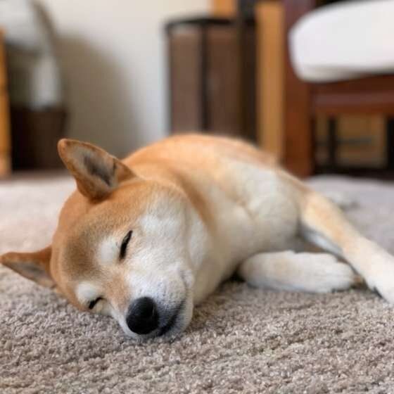 犬もしゃっくりする 病気が原因になるケースは