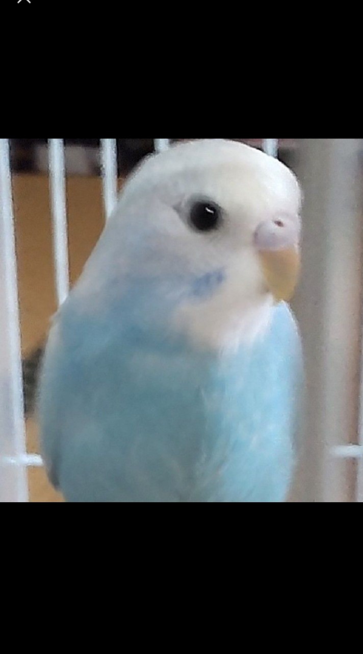 セキセイインコの写真と動画で癒されましょう🐦️