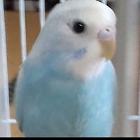 セキセイインコの写真と動画で癒されましょう🐦️