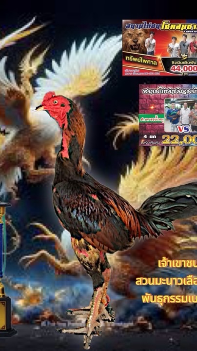 ออยอุทัยธานี