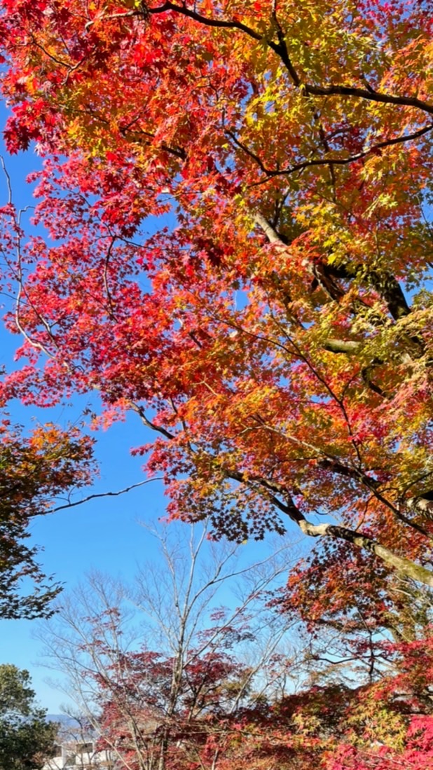 香川ポケカ速報