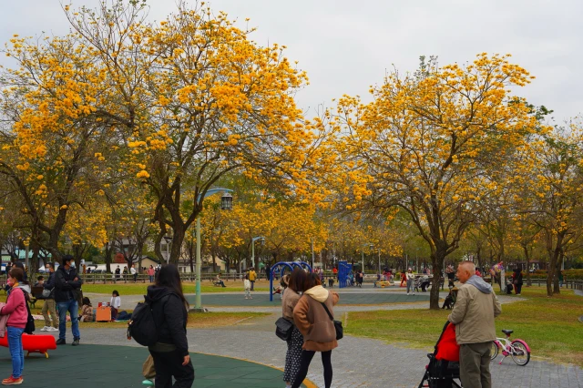 2023廍子公園黃花風鈴木花況,台中最美的黃金公園,廍子公園黃花風鈴木,廍子公園黃花風鈴木花況