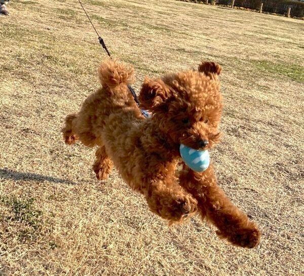 強風により見たことのない犬が現われた