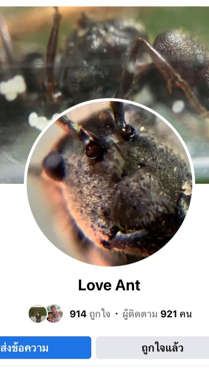 Love Ant ร้านขายมด