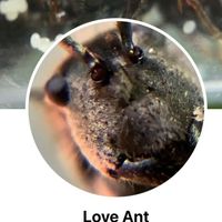 Love Ant ร้านขายมด