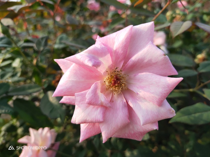 OPPO R17 開箱動手玩，跑分、拍照、續航力表現全都測