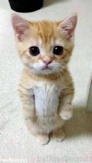 ทิ้งร้องโฮ่กปิ๊บ
