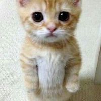ทิ้งร้องโฮ่กปิ๊บ