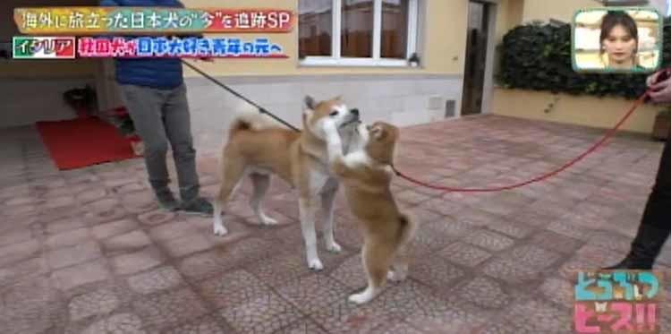 イタリアで暮らす秋田犬の赤ちゃんの旅立ちに密着