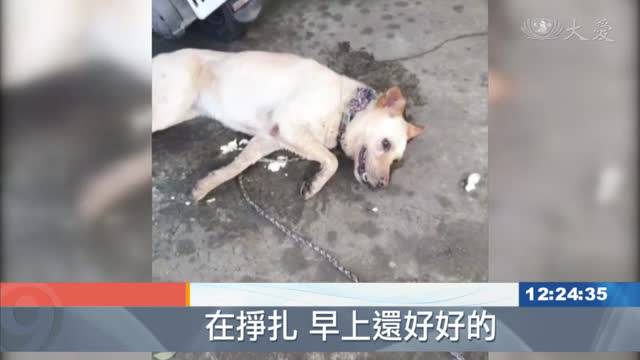 部落接連三狗死亡疑遭人下毒 大愛新聞 Line Today