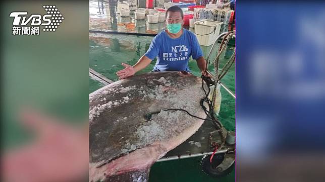 嘉義縣漁民今日意外捕捉巨大翻車魚，重達180公斤。（圖／成峻提供）
